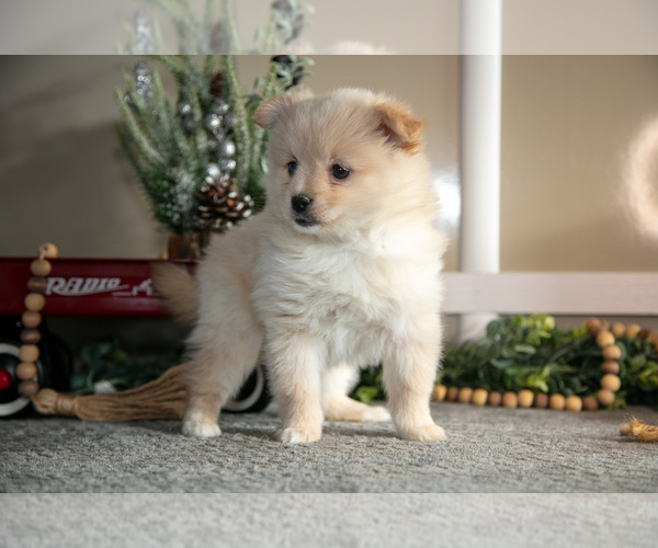 Medium Photo #2 Pomeranian Puppy For Sale in NAPPANEE, IN, USA