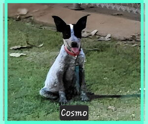 Mutt Dogs for adoption in Granbury, TX, USA