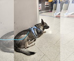 Small #5 German Shepherd Dog