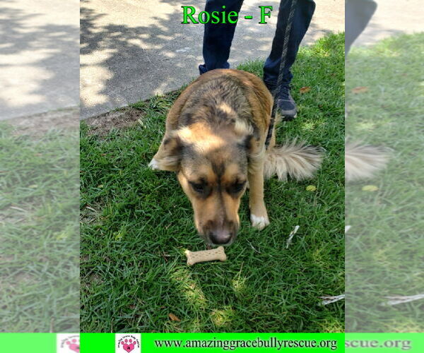 Medium Photo #5 Mutt Puppy For Sale in Pensacola, FL, USA