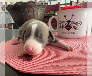 Italian Greyhound Puppy for sale in BEAUMONT, CA, USA