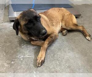 Anatolian Shepherd-Unknown Mix Dogs for adoption in Camarillo, CA, USA