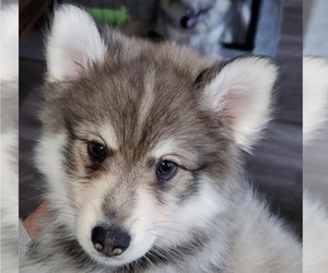 Pomsky Puppy for sale in HOUSTON, TX, USA