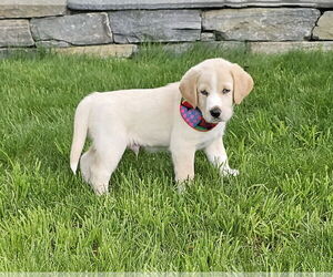 Huskies -Labrador Retriever Mix Dogs for adoption in Croydon, NH, USA