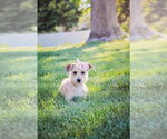 Small #4 Chihuahua Mix