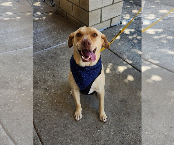 Medium Photo #3 Labrador Retriever-Unknown Mix Puppy For Sale in Dallas, TX, USA