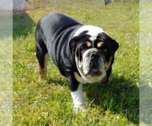 Father of the English Bulldog puppies born on 08/05/2026
