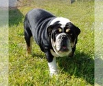 Small Photo #1 English Bulldog Puppy For Sale in CENTERTON, AR, USA