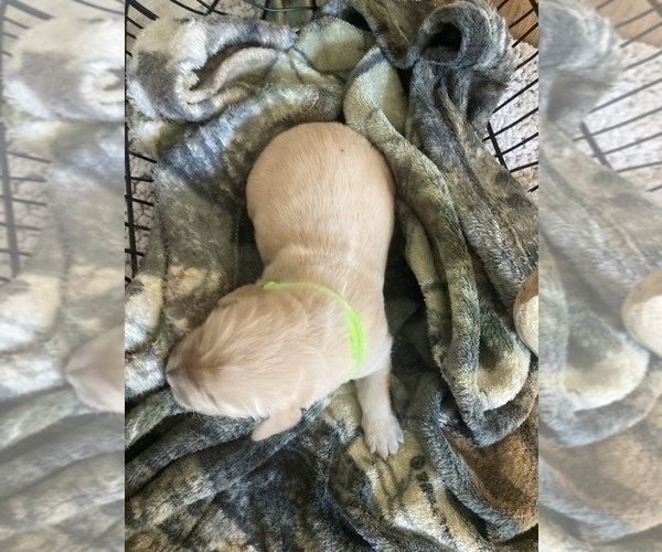 Medium Photo #4 Golden Retriever Puppy For Sale in FREDONIA, KS, USA