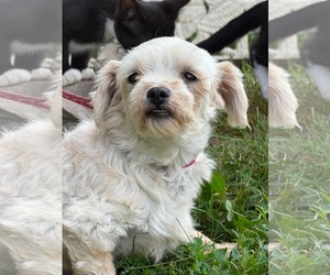 Maltese Dogs for adoption in HOPKINSVILLE/PRINCETON, KY, NH, USA