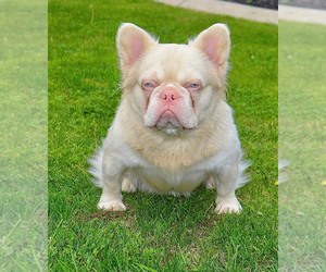 Father of the French Bulldog puppies born on 07/13/2025