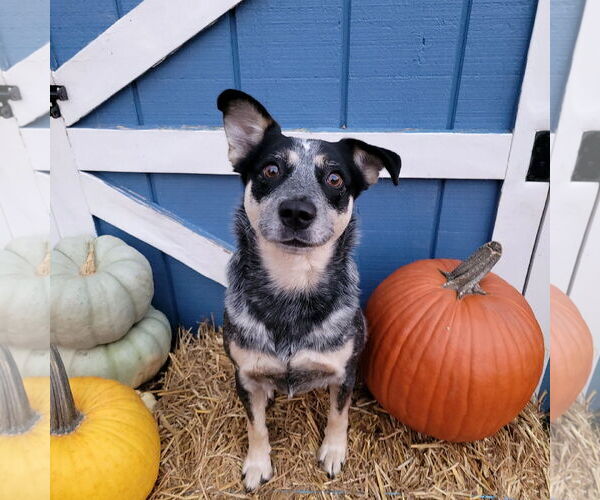 Medium Photo #3 Mutt Puppy For Sale in FAIRLAWN, OH, USA