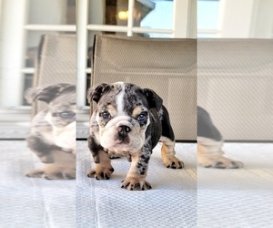 Bulldog Puppy for sale in POPLAR, CA, USA