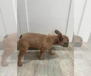 French Bulldog Puppy for sale in FORT WORTH, TX, USA