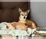 Small #1 Chihuahua