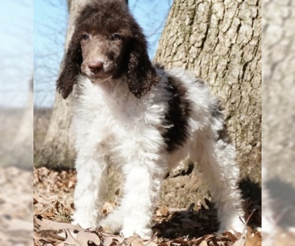 Medium Photo #3 Poodle (Standard) Puppy For Sale in WARSAW, IN, USA