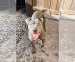 Small #2 American Staffordshire Terrier