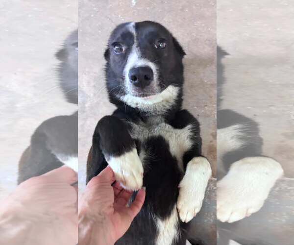 Medium Photo #2 Mutt Puppy For Sale in Shelburne, VT, USA