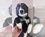 Small #1 Mutt