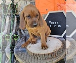 Small #3 Redbone Coonhound