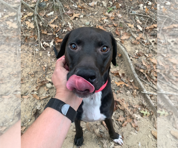 Medium Photo #3 Labrador Retriever-Unknown Mix Puppy For Sale in Holly Springs, NC, USA
