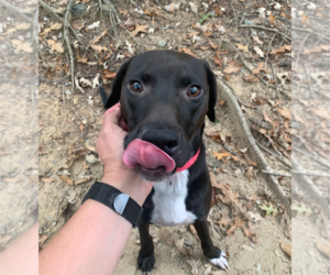 Moby - Male Labrador Retriever-Unknown Mix Dog for Adoption - Photo #3