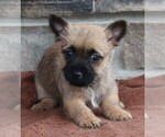 Small Photo #1 Cairn Terrier Puppy For Sale in FREDERICKSBURG, OH, USA