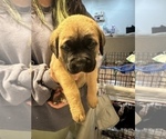 Small #20 Cane Corso-Saint Bernard Mix