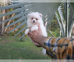 Small Photo #5 Pomeranian Puppy For Sale in PALM BCH GDNS, FL, USA