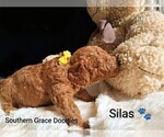 Small Photo #45 Goldendoodle (Miniature) Puppy For Sale in GASTONIA, NC, USA
