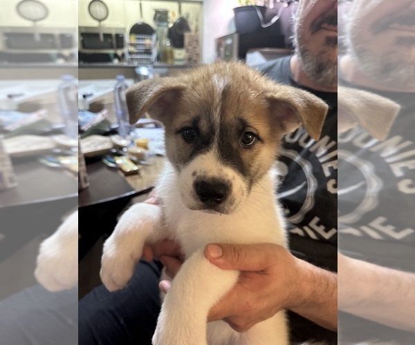 Medium Photo #9 Akita-Huskies  Mix Puppy For Sale in DUBLIN, CA, USA