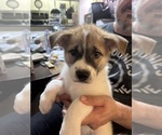 Small Photo #9 Akita-Huskies  Mix Puppy For Sale in DUBLIN, CA, USA