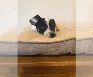 Rat-Cha Puppy for sale in HILLSBORO, WI, USA