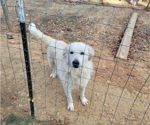 Father of the Great Pyrenees puppies born on 10/08/2022