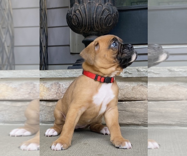 Medium Photo #3 Boxer Puppy For Sale in CANTON, GA, USA