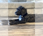Small Photo #3 Goldendoodle Puppy For Sale in SUMTER, SC, USA