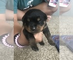 Small #3 Rottweiler