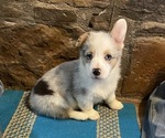 Small Photo #1 Pembroke Welsh Corgi Puppy For Sale in JACKSBORO, TX, USA