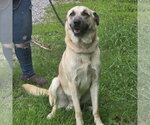 Small #1 Anatolian Shepherd Mix