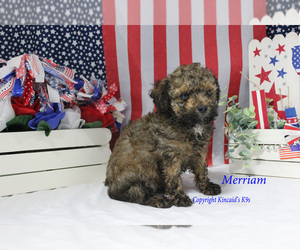 Poodle (Toy) Puppy for sale in CHANUTE, KS, USA