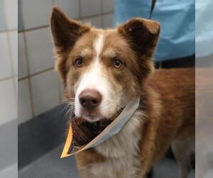 Siberian Husky-Unknown Mix Dogs for adoption in San Antonio, TX, USA