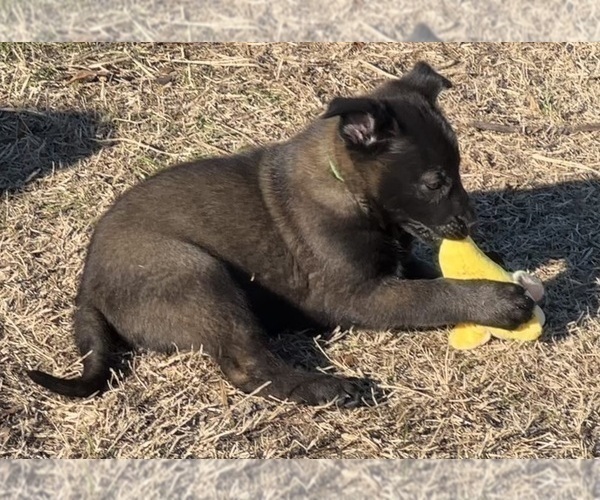 Medium Photo #5 Belgian Malinois Puppy For Sale in ELLERBE, NC, USA