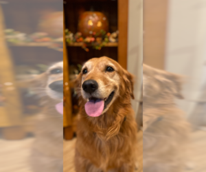 Father of the Golden Retriever puppies born on 11/25/2025