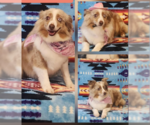Small Australian Shepherd Mix