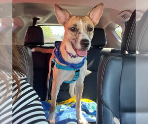 Artemis - Female Mutt Dog for Adoption - Photo #2