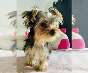 Yorkshire Terrier Puppy for Sale in MAGNOLIA, Texas USA