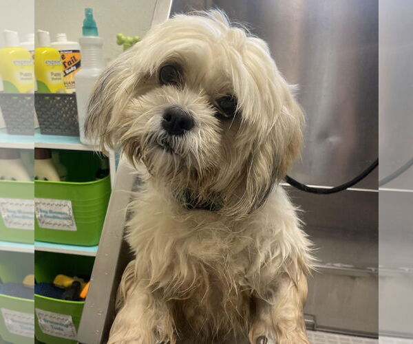 Medium Photo #1 Lhasa Apso Puppy For Sale in Pottstown, PA, USA