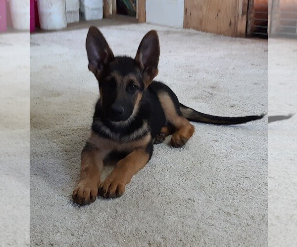 Medium Photo #1 German Shepherd Dog Puppy For Sale in MORRISVILLE, MO, USA