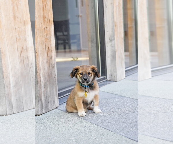 Medium Photo #7 Australian Shepherd-Unknown Mix Puppy For Sale in Sandy, UT, USA