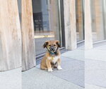 Small #6 Australian Shepherd Mix